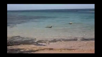 Куче лови акули