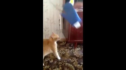 Пич се майтапи с котка,но...