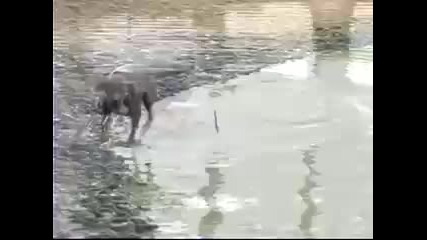 Куче рибар