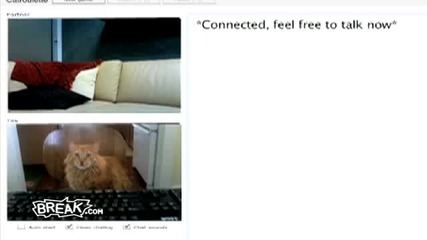 Котешка видео ролетка 