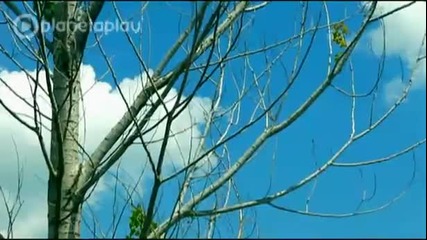 Даяна - Сделка или не ?