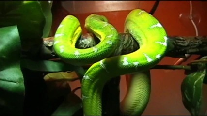 Snake 