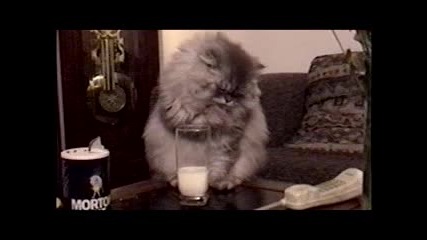 Котка бърка в чаша пълна с мляко