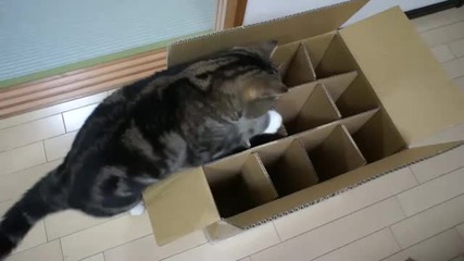 Дебелия Мару, и кутията, в която той не може да влезе.