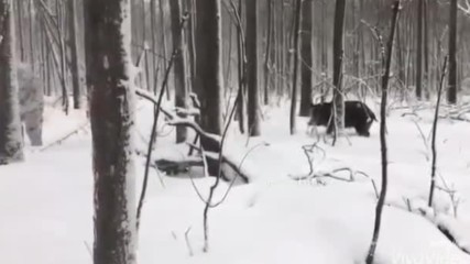 Ловец и глиган играят на криеница в гората