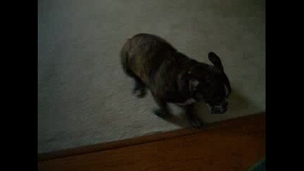 Play Dead