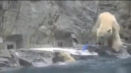 Бяла мечка помага на малкото си в беда :)