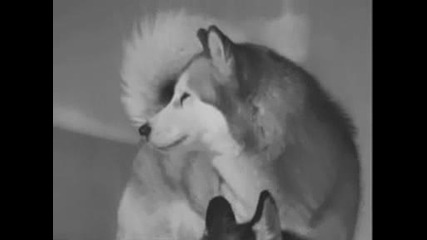 Eight Below - Maya - Hello