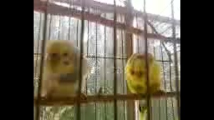 Видео-0002a