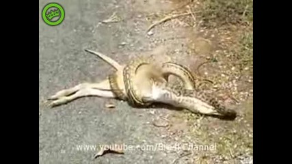 Змия Напада Кенгуру