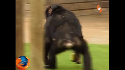 Енциклопедия На Животните - Примат Бг Аудио Високо Качество Tv Rip