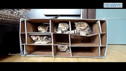 Апартамент за котки ,