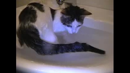 Коте се къпе 