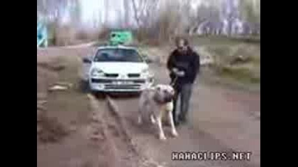 куче тегли кола 