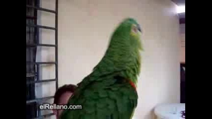 Папагал пее опера