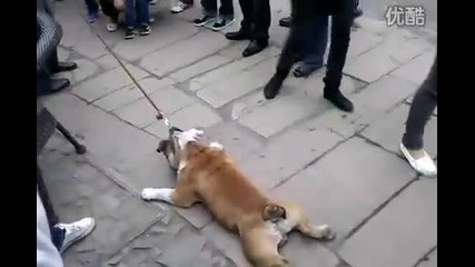 Най - мързеливото куче на Земята