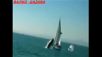 40 - тонен кит разбива яхта! 