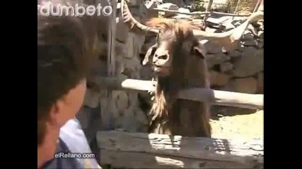 Спор между човек и дива коза. 