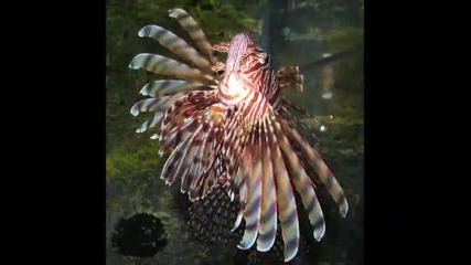 Deep Ocean Fishes
