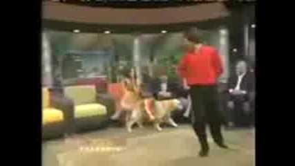 tancuvashto kuche/dancing Dog