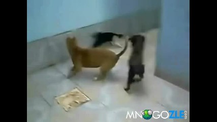 Котката на Дарт Вейдър