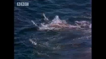 Големите бели акули атака