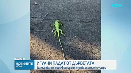 Игуани падат от дърветата във Флорида