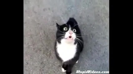 Много смях!яка котка се оплаква от скапания и живот! 