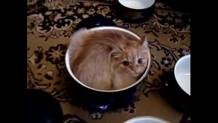 Малко котенце се събира в тенджерка с капаче