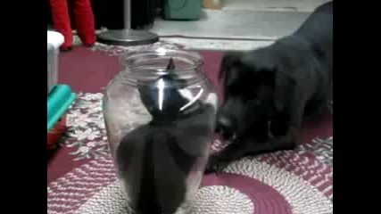 Куче се дразни с коте във ваза