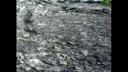 Animal Face Off - Wolf vs Cougar 