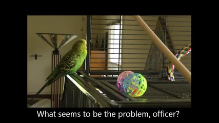 Пеещ папагал