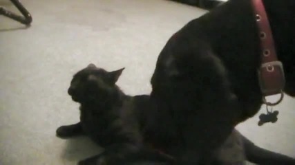 Говорещо коте (голям смях) 
