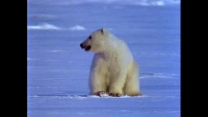 Мечки играещи в снега - National Geographic 