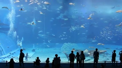 Най-големият аквариум в света