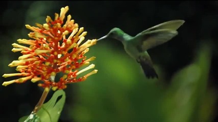 Красиво видео