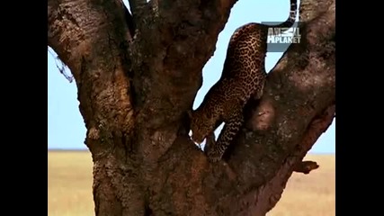 Ultimate Animal Moms - Leopard Mothers 