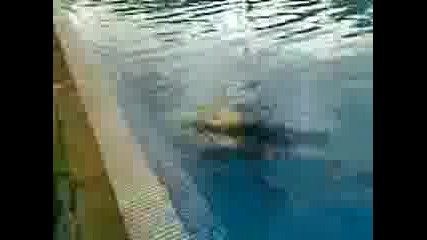 Ico - Tigara - stil pluvane pod voda (harmanli) Raiski Kat 
