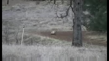 Сутрешен лов на койот