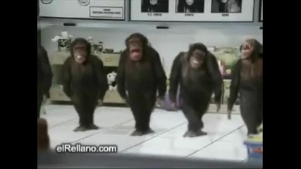 monkey dance izraelik folk