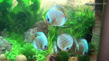 кобалтови сини дискуси