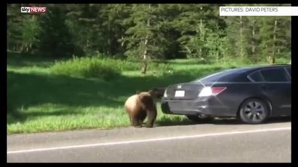 Мечка гризли се опитва да се покатери върху семейна кола