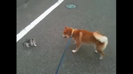 Игриво куче се плаши от малко котенце!