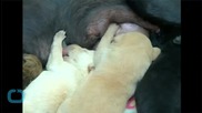 Heroic Dog Saves Entire Litter of Puppies From Forest Fire