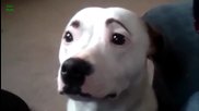 Кучета със смешни Вежди - Video Compilation 2013