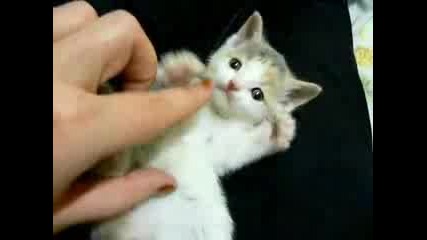 Sweet Cats