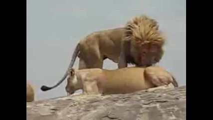 Лъв и Лъвица Се Ухажват и Следва Секс