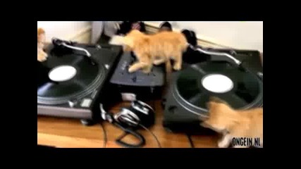 На пулта е... Dj Kitty Cat (видео) - trud.bg