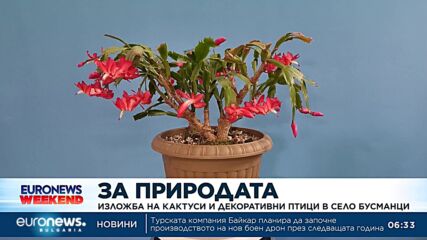 Представятт изложба на кактуси и декоративни птици в село Бусманци