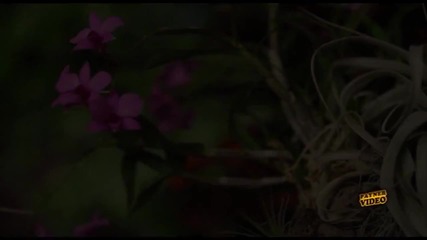 Галена - Тоя става